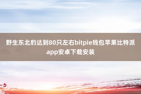 野生东北豹达到80只左右bitpie钱包苹果比特派app安卓下载安装